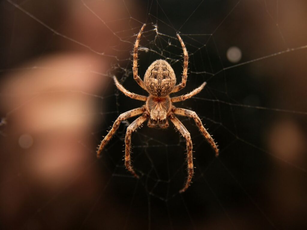 débarrasser les araignées avec une entreprise belge à bas prix et experte