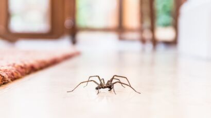 débarrasser les araignées avec une entreprise belge à bas prix et experte