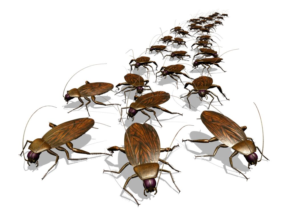 exterminer des insectes comme cafards et blattes