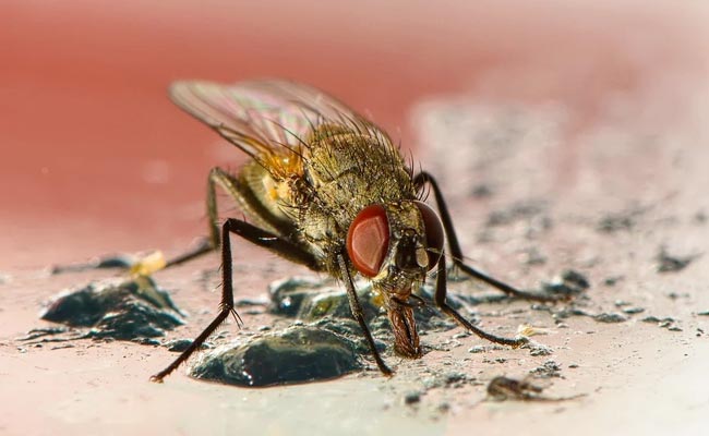 Ce qu’il faut savoir sur les insectes afin de débarrasser les mouches et moucherons