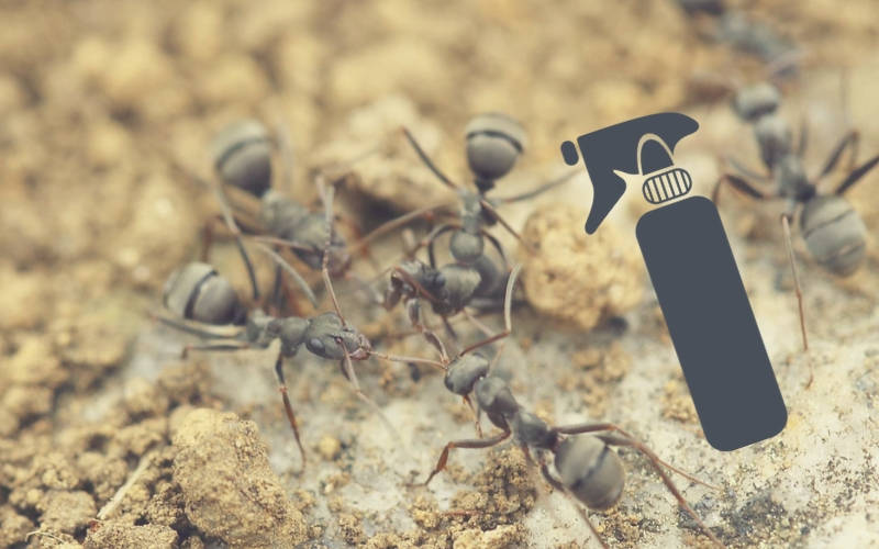 Débarrasser des nuisibles comme les fourmis A l’aide d’une entreprise belge pas cher de désinsectisation des fourmis