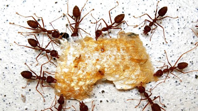 Débarrasser des nuisibles comme les fourmis A l’aide d’une entreprise belge pas cher de désinsectisation des fourmis